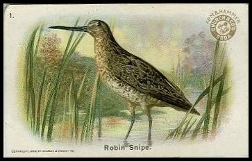 1 Robin Snipe